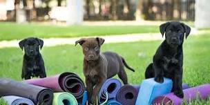 Pupperobics at Windmill Creek