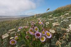 Family Fun Dune Exploration for National Trails Day (RSVP Required)