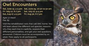 Owl Encounters