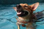 Swimming Camp for Dogs - Bengaluru