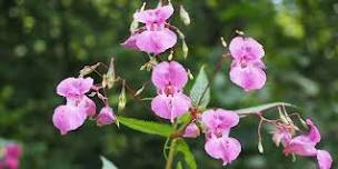 Himalayan Balsam Bashing Training Event