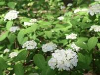 Early Summer at Rikugien: Hydrangeas and Satsuki Azalea | Rikugien | Things to do in Tokyo