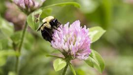 Gardening Workshop | Beekeeping 101