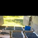 Lazy Valley Ranch Blueberry Season Opening Day