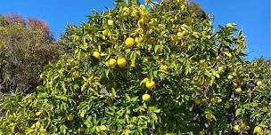 Blood Orange & Grapefruit harvest in Paralowie