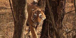 Ranthambhore Wildlife tour