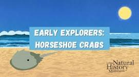 Early Explorers: Horseshoe Crabs