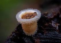 Arthur’s Pass Fungi Forage