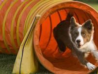 Tunnels & Tricks at Pet Food Express!