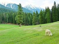 Offbeat Kashmir with Gurez Valley