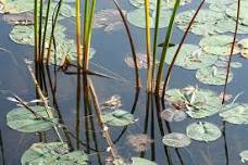 Family Pond Study