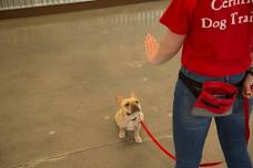 Beginner Level 1 Dog Training Class