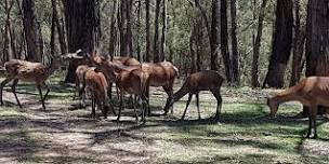 Central Victoria Community Deer Forum