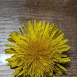 Making Dandelion Jelly