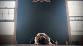 All levels Vinyasa