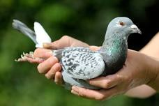 Lunch & Learn Pigeon 4-H Club Interest Meeting