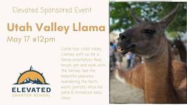 Utah Valley Llama Visit