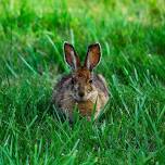 Bunny Hop Train Ride