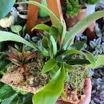 Cork Plant Mounts - Thursday May 30th, 6:30pm - 7:30pm