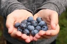 Blueberry Fest at White Oaks Preserve