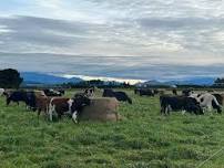 Canterbury-bale-grazing-workshop — Quorum Sense