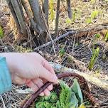 Foraging Foray at Amity Creek Trail