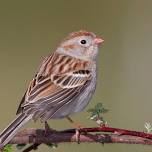 Birding Basics at Senior Citizens Council