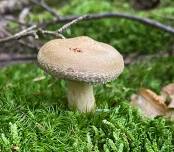 Fungi & Forest: Ecology Walk