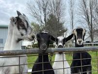 May 11th Goat's & Grief - Cuddling for those that are suffering the loss of a loved one