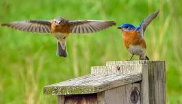 Bird Banding