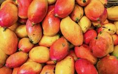 Mango Festival | Fairchild Tropical Botanic Garden | Things to do in Miami