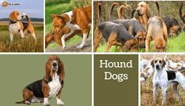 Bark in the Park! Hound Round Up!