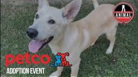 Petco Jasper Adoption Event — GBHS