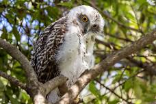 Learn About Powerful Owls