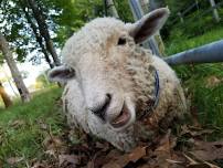 Farm Animal Day at Steep Falls Farmers Market