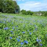 Meadow Wonders at Runnymede