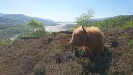 Conservation Grazing in the Temperate Rainforests of Elan Valley