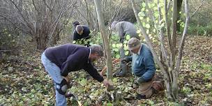 Coppicing with Ian Wilson