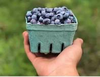 Harvest Moon: Blueberry Picking in North Salem