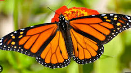 Preservation of the Eastern Monarch Butterfly and Native Habitat