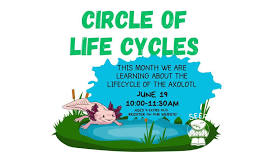 Life Cycle of the Axolotl