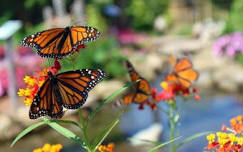 Butterfly Release