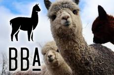 Black Barn Alpacas “Spring Break”