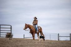 David Henry Working Dog Clinic