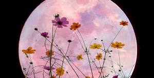 Flower Full Moon in May