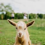 Mingle and Meet the Baby Goats