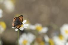 Wild Walks – Summer Wildlife