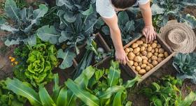 Nelson – Young Grower of the Year