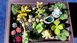 Succulent Sanctuary Class