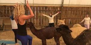 Alpaca Yoga